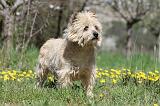 CAIRN TERRIER 245